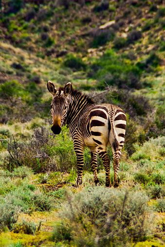 A mountain zebra from behind looking backwards in the semi-desert Karoo