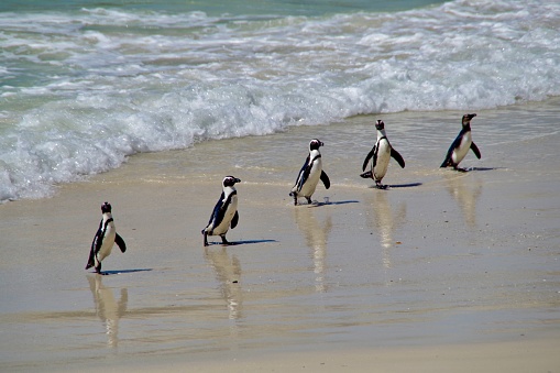 Five penguins come back from swimming in the sea in line on the beach
