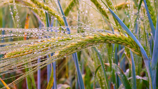 istock Rye in the field in summer, grain crop 1489791041