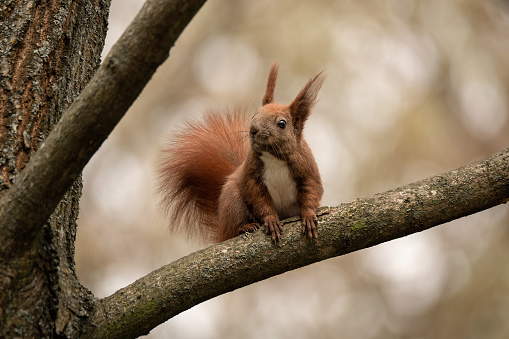 Portrait of young red squirrel sitting on the tree. Wildlife animal in natural habitat.