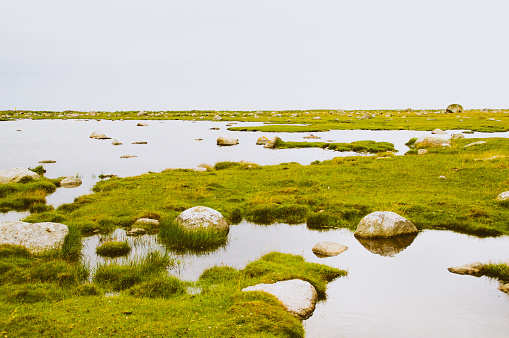 Moorland with green grass, stones and water