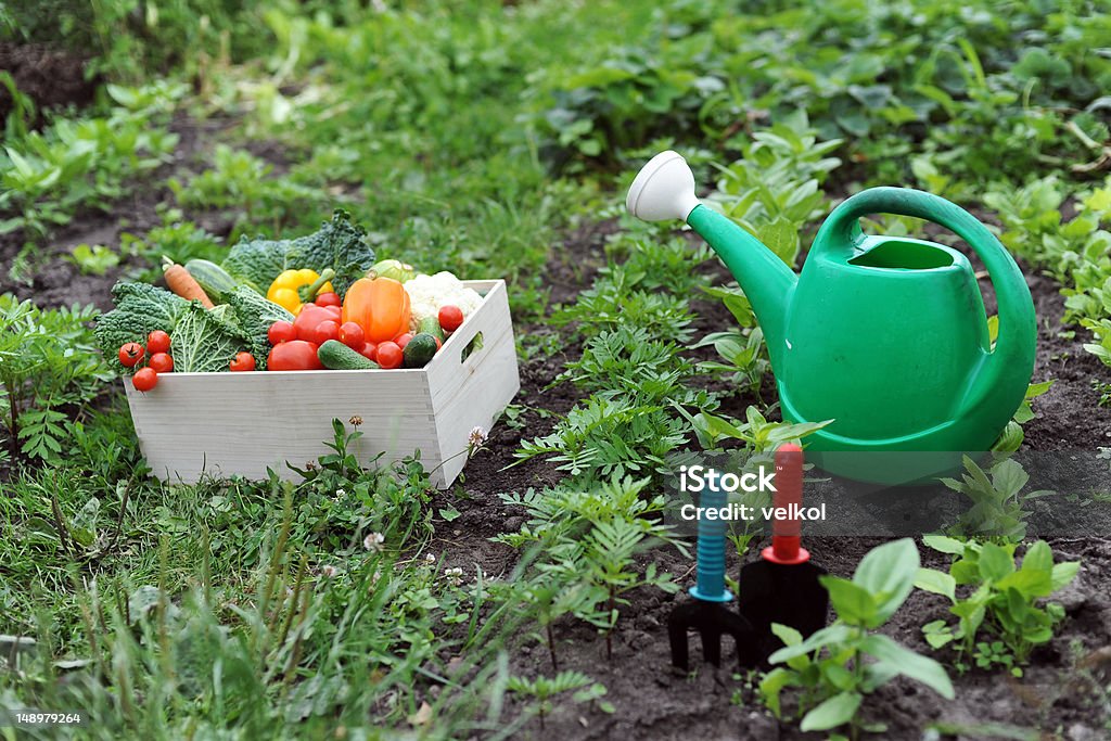 Kitchen-garden An image of a box with vegetables and a water can Abundance Stock Photo
