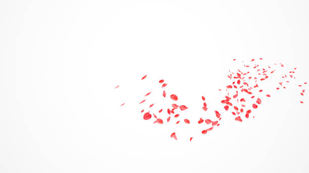 Red Roses Petals Flow in the wind Isolated on white background.