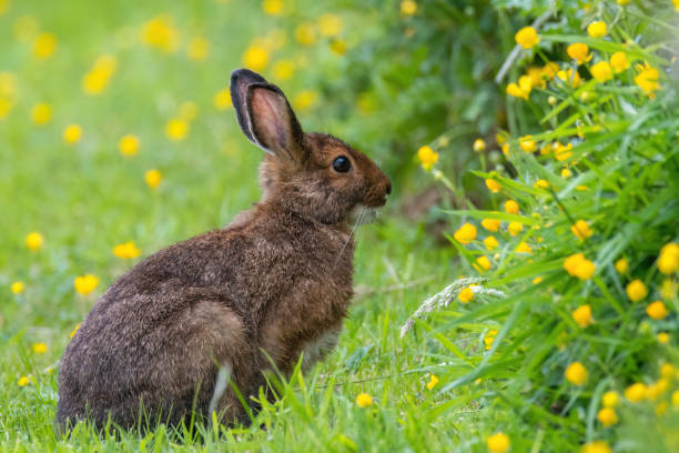 istock A rabbit in the flowers 1489793686