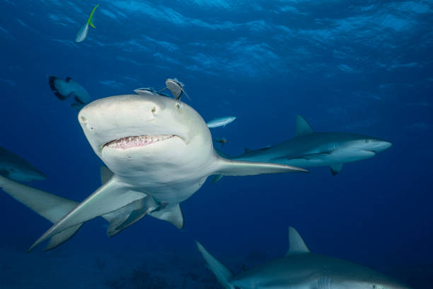 istock Negaprion brevirostris 1489794384