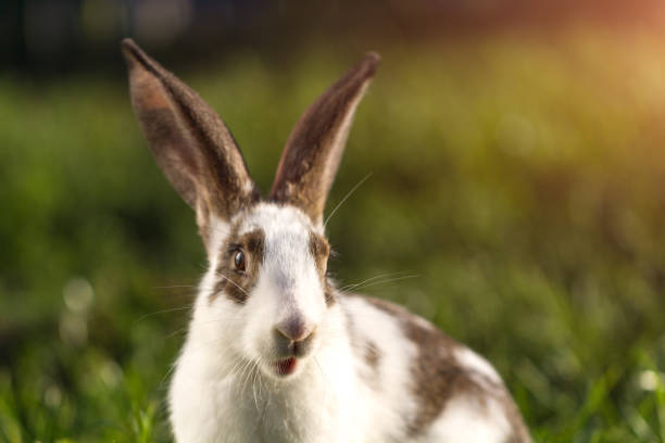 istock A domestic rabbit in the grass at sunset. Rabbit breeding 1489794861