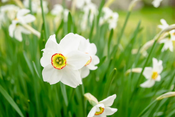 istock White daffodil in a flower bed. white daffodils with a yellow core. A beautiful daffodil grows in a flower bed. among the grass. 1489795020