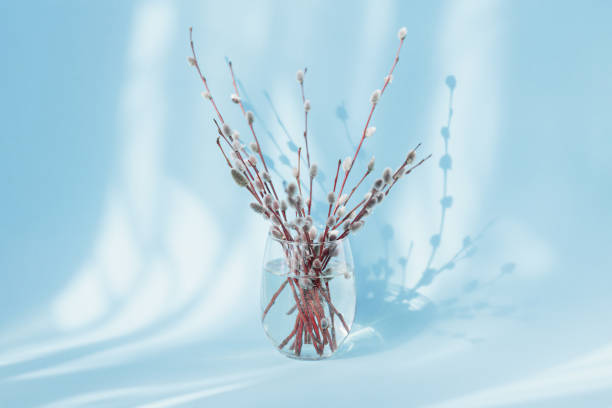 istock Fresh willow branches in glass of water 1489795190
