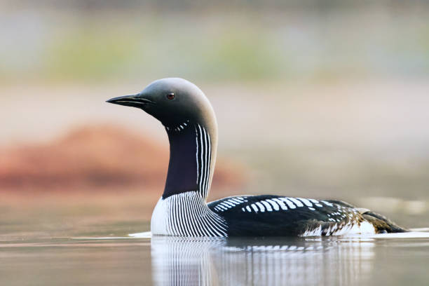 Black-throated loon, arctic loon or black-throated diver (Gavia arctica) swimming in a lake in spring. Black-throated loon, arctic loon or black-throated diver (Gavia arctica) swimming in a lake in spring. arctic loon stock pictures, royalty-free photos & images
