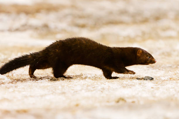 istock American mink (Neogale vison) running on the ice in early spring morning. 1489796326