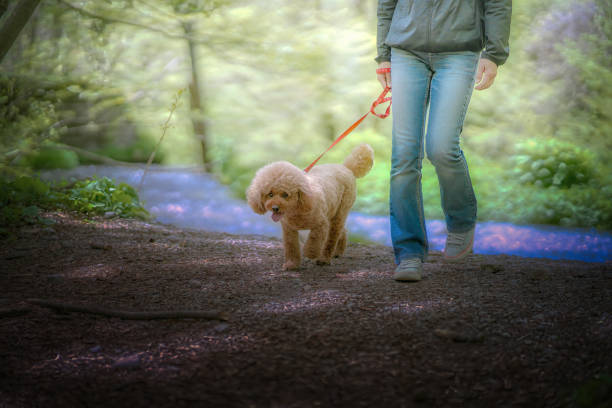 dog 414 Dog-walking