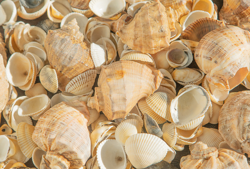 Sea shells on the beach. Summer background. Rapan shell top view. Beige light color. Aesthetic minimalism. Nature beauty. Mixed multi colorful seashells. Seashell different set.