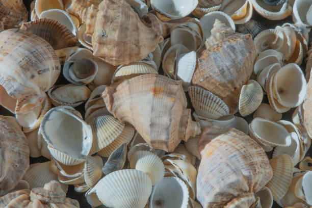 istock Sea shells on the beach. Summer background. Rapan shell. Beige light color. Aesthetic minimalism. Nature beauty. 1489800373