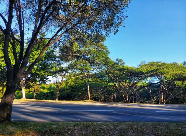 istock View of one way road surrounded by trees bathed in morning sunlight 1489800453