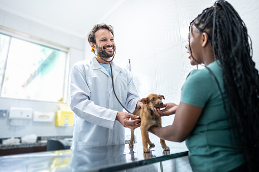Veterinarian examining a dog in an animal clinic