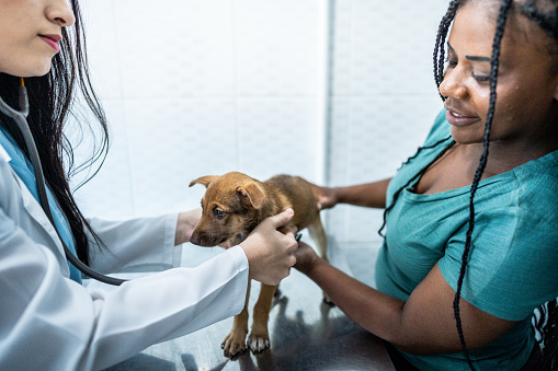 Dog being examined by a veterinarian in an animal clinic