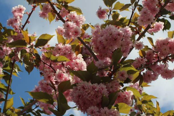 istock Cherry blossoms in the sun (1/5) 1489803709