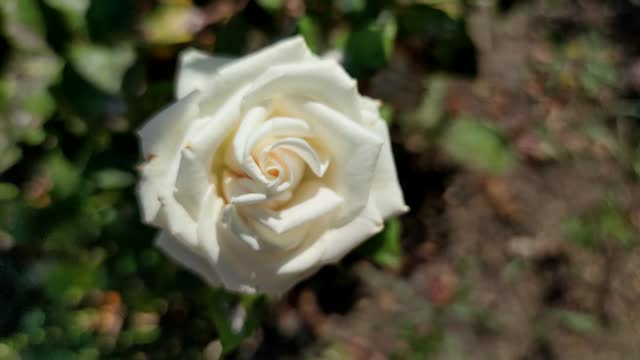 White rose flower on flowerbed