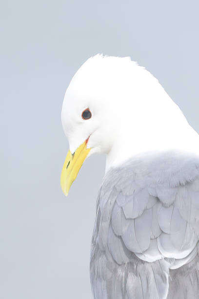 istock Kittiwake Bird Portrait 1489807502