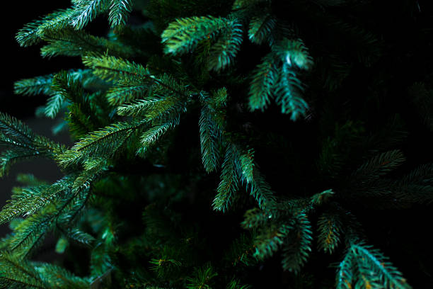 istock Dark green fir branches. Artificial plastic Christmas tree as real. Natural background for adding text and adds. New year concept wallpaper. 1489807740