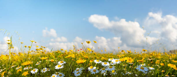 istock Original beautiful panoramic image of a flowering meadow against a blue sky. 1489808044