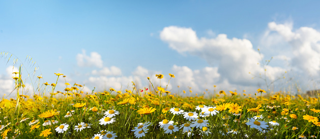 Beautiful, sun-drenched spring summer meadow. Natural colorful panoramic landscape with many wild flowers of daisies against blue sky with clouds.