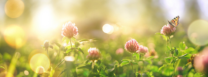 Wild flowers of clover and butterfly in a meadow in nature in rays of sunlight in summer in spring close-up of a macro. A picturesque colorful artistic image with a soft focus.