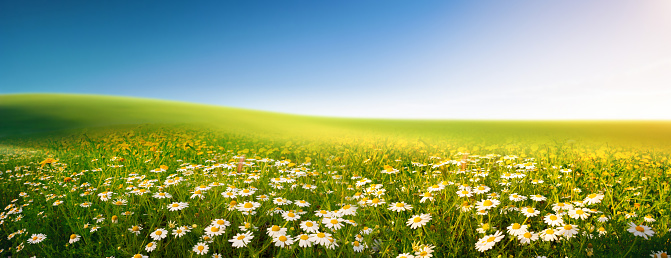 Beautiful flowers in the green grass on a white background
