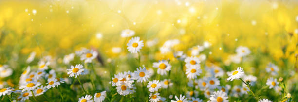istock Original beautiful image of blooming daisies close-up. 1489809008