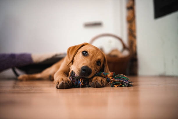 istock Labrador retriever puppy chewing on a toy 1489809848