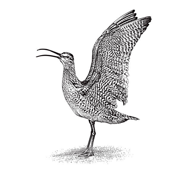 Godwi 20+ Black Tailed Godwit Illustrations Stock Illustrations, Royalty-Free ...