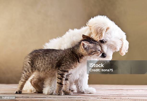 Friends Dog And Cat Together Stock Photo - Download Image Now - Domestic Cat,  Dog, Puppy - iStock