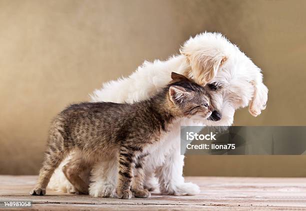 Friends Dog And Cat Together Stock Photo - Download Image Now - Domestic Cat, Dog, Puppy - iStock Friends Dog And Cat Together Stock Photo - Download Image Now - Domestic Cat, Dog, Puppy - iStock