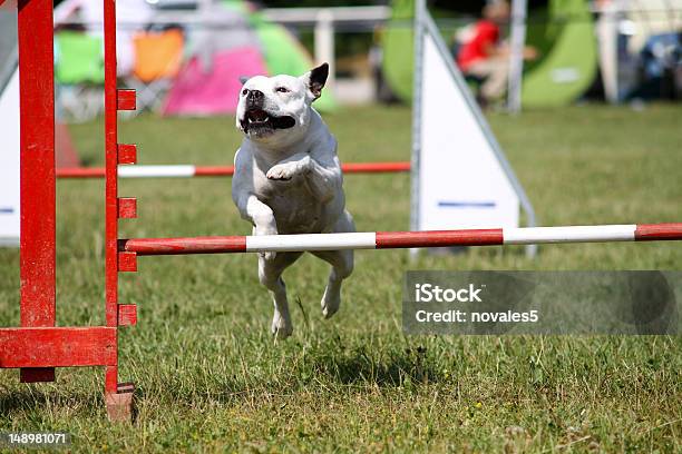 犬の敏しょう性レース - スポーツトレーニングのストックフォトや画像を多数ご用意 - スポーツトレーニング, ハードル, 犬