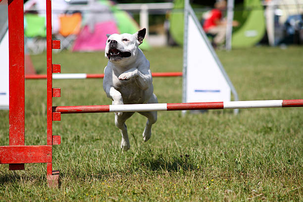 Dog in agility race stock photo