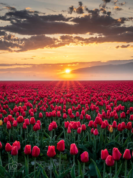 istock sunrise Tulips 2023 2 1489813800