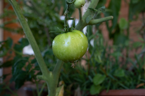 fresh green tomato ripening on a branch, organic family farming