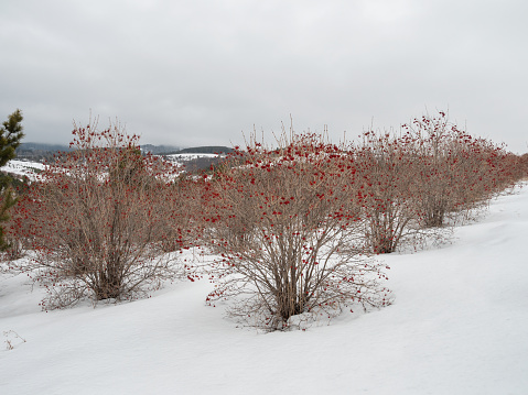 Altai mountains, viburnum plantations in winter. Viburnum berries.