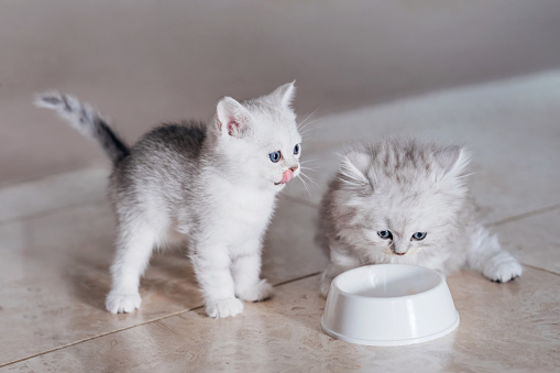 Adorable ragdoll kitty standing with tail up and opened mouth close to metal bowl with feed and looking at it on white background. Cute purebred kitten going to eat