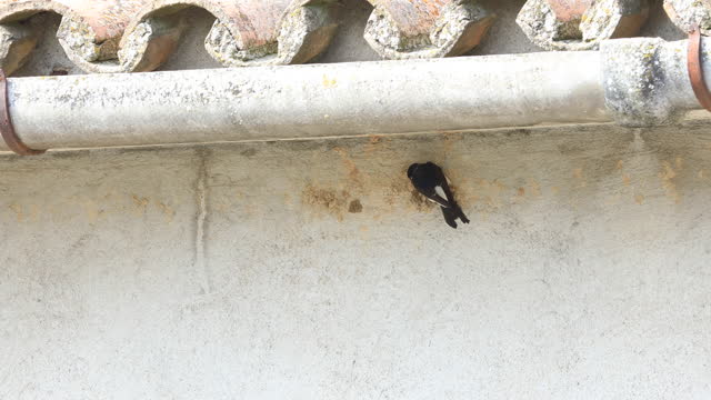 Barn swallows (Hirundo rustica) building their nest with clay
