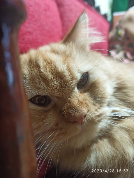 istock Persian and mixed breed orange ginger tabby cats 1489819628