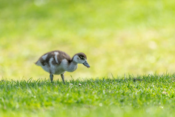 Egyptian goose chick (Alopochen aegyptiaca) at the edge of a river. Bas-Rhin, Collectivite europeenne d'Alsace,Grand Est, France.