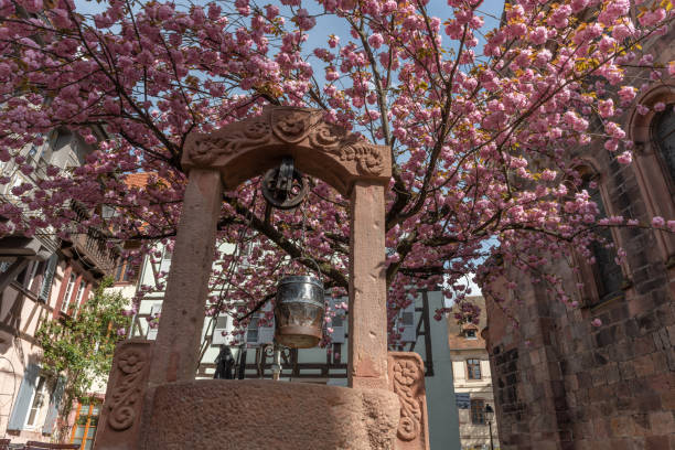 istock Cherry blossom in an old square with a medieval well in spring. 1489820659