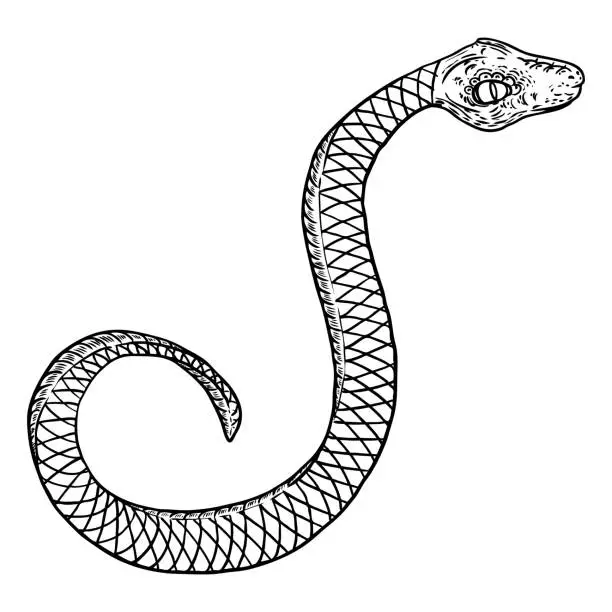 Vector illustration of Snake drawing illustration. Black serpent isolated on a white background tattoo design. Venomous reptile, drawn witchcraft, voodoo magic attribute for Halloween. Vector.