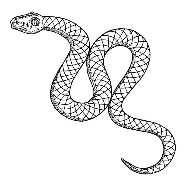 Vector illustration of Snake drawing illustration. Black serpent isolated on a white background tattoo design. Venomous reptile, drawn witchcraft, voodoo magic attribute for Halloween. Vector.