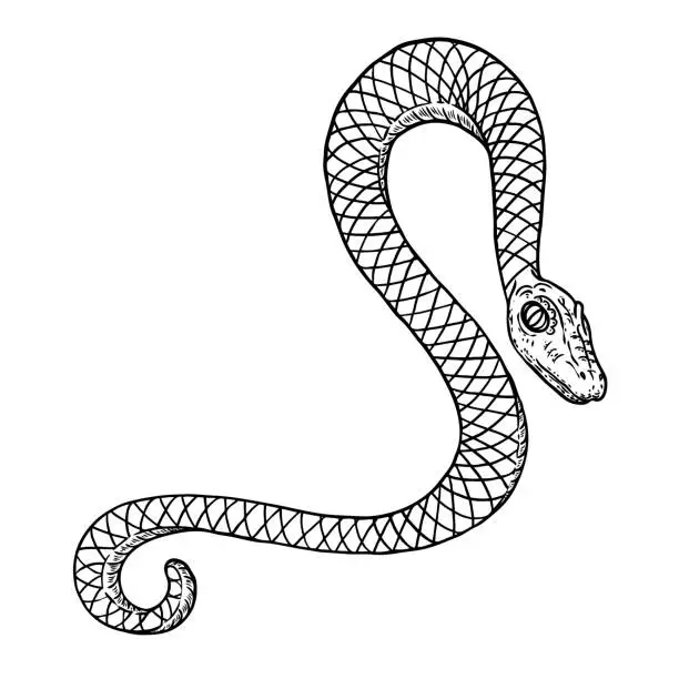 Vector illustration of Snake drawing illustration. Black serpent isolated on a white background tattoo design. Venomous reptile, drawn witchcraft, voodoo magic attribute for Halloween. Vector.