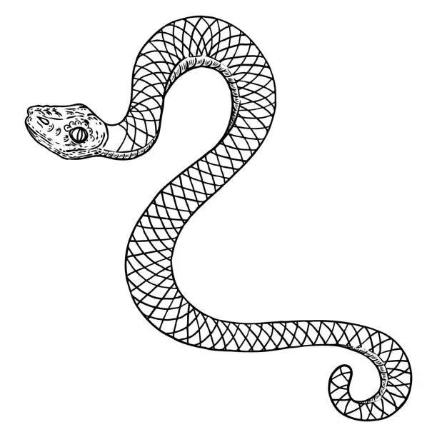 Vector illustration of Snake drawing illustration. Black serpent isolated on a white background tattoo design. Venomous reptile, drawn witchcraft, voodoo magic attribute for Halloween. Vector.