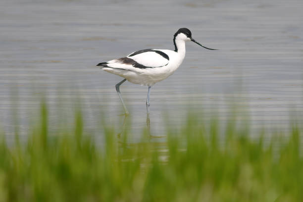 istock Avocet Wader Bird In Natural Habitat 1489822313