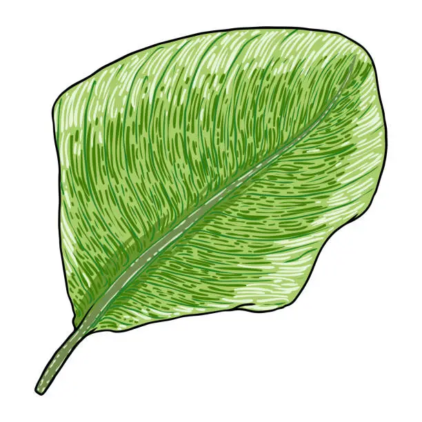 Vector illustration of Canna Indica plant leaf. Exotic jungle domesticated house or city plant with striped lines. Vector.