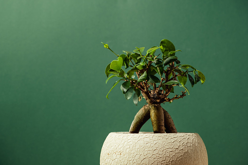 Small ginseng bonsai in black ceramic pot on wooden table against white wall
